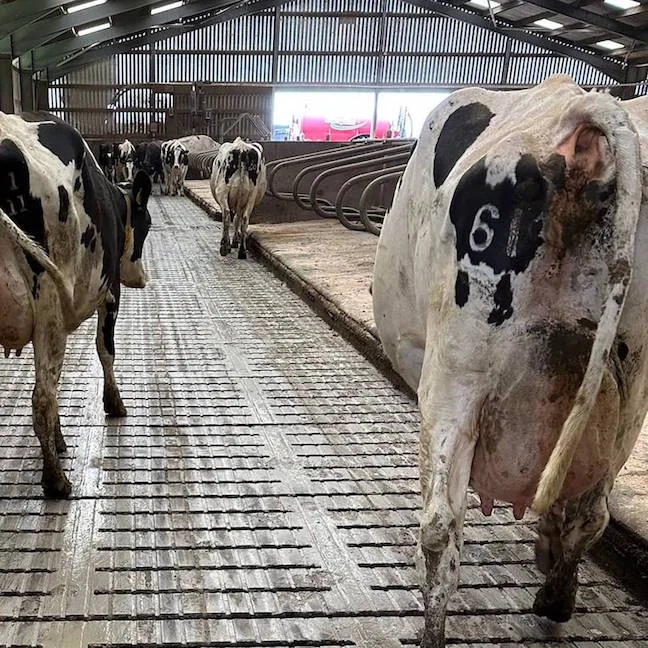 Cattle freeze branding