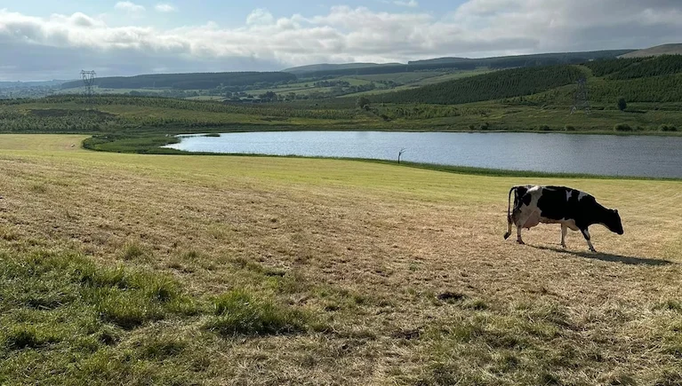 Ryan Adamson smiling while working with cattle