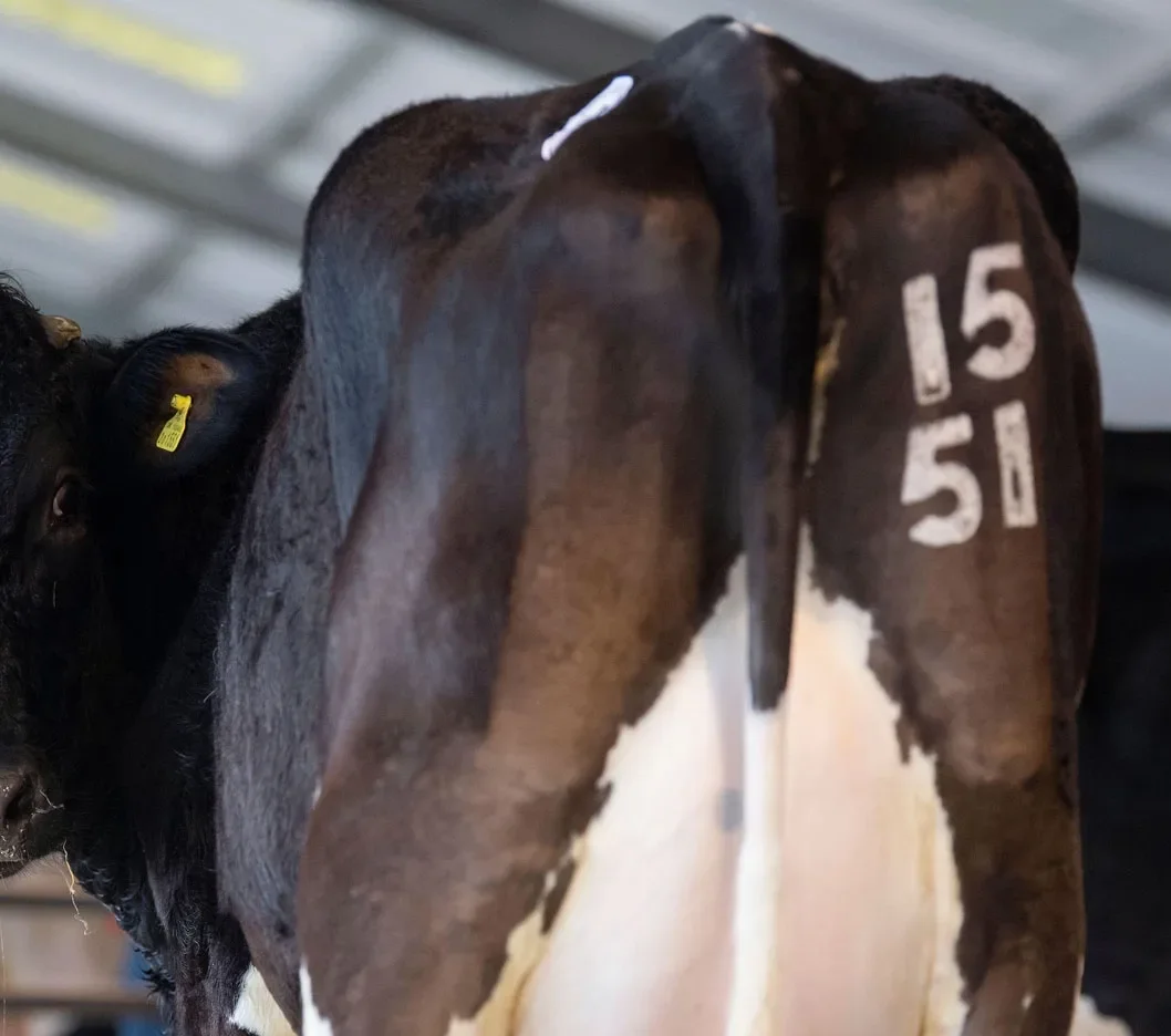 Ryan Adamson applying freeze brand iron to cow